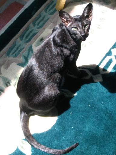 click for larger size