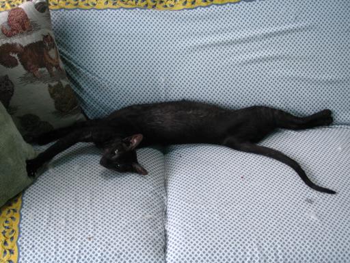 click for larger size