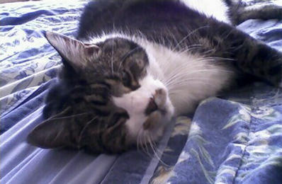 click for larger size