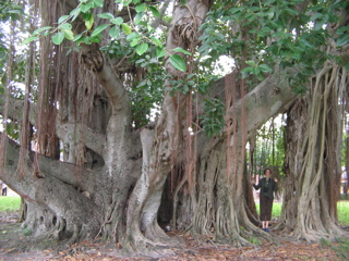 click for larger size