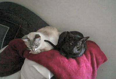 click for larger size