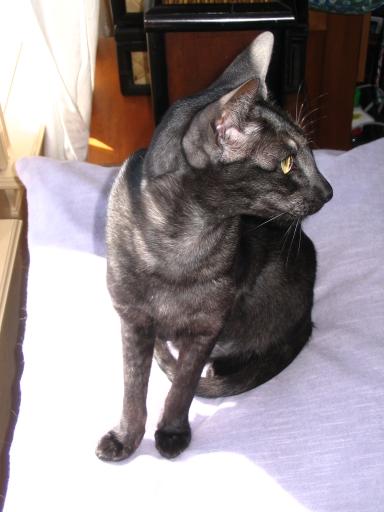 click for larger size