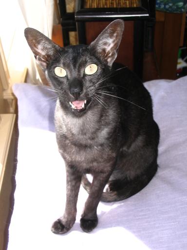 click for larger size