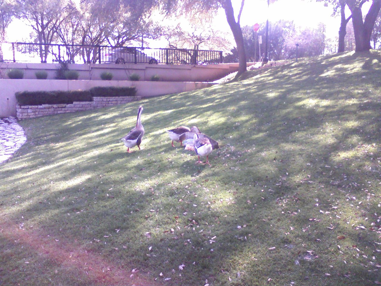 click for larger size