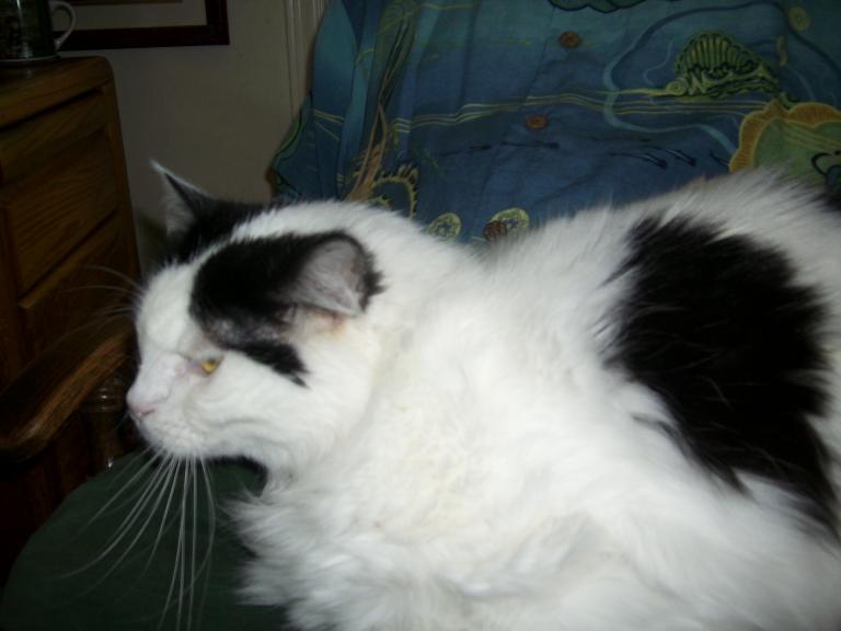 click for larger size