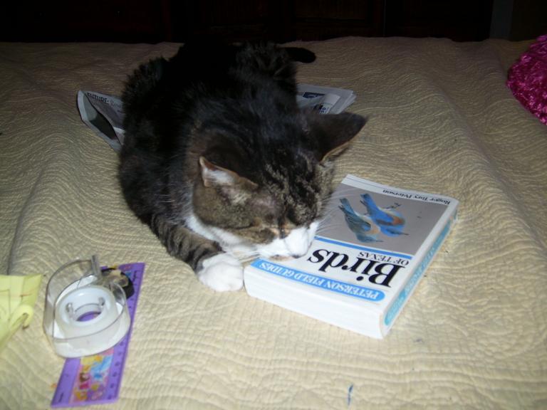 click for larger size