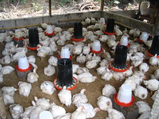 click for larger size