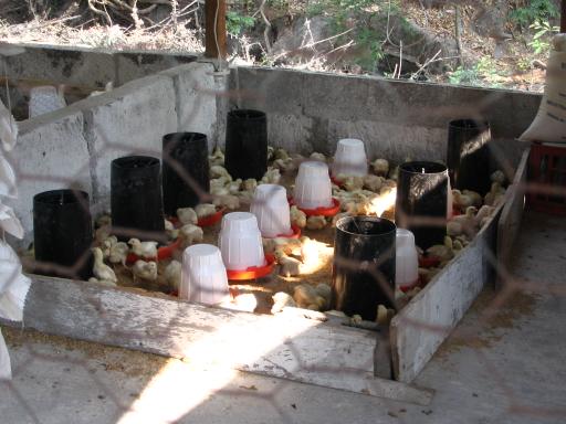 click for larger size