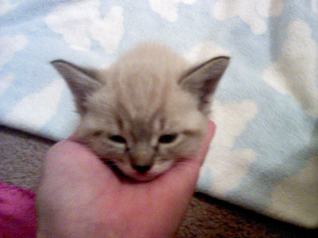 click for larger size