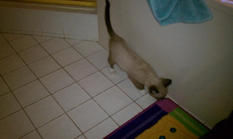 click for larger size