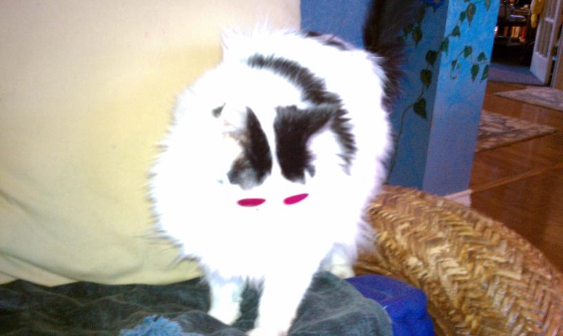 click for larger size