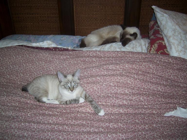 click for larger size