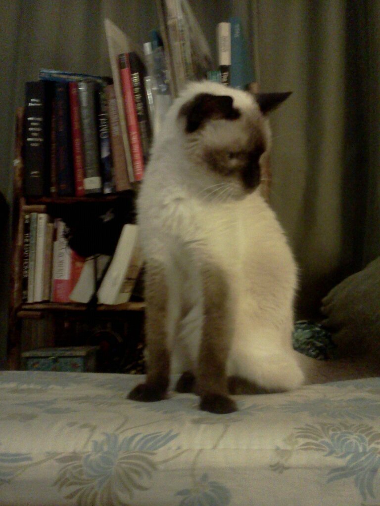 click for larger size