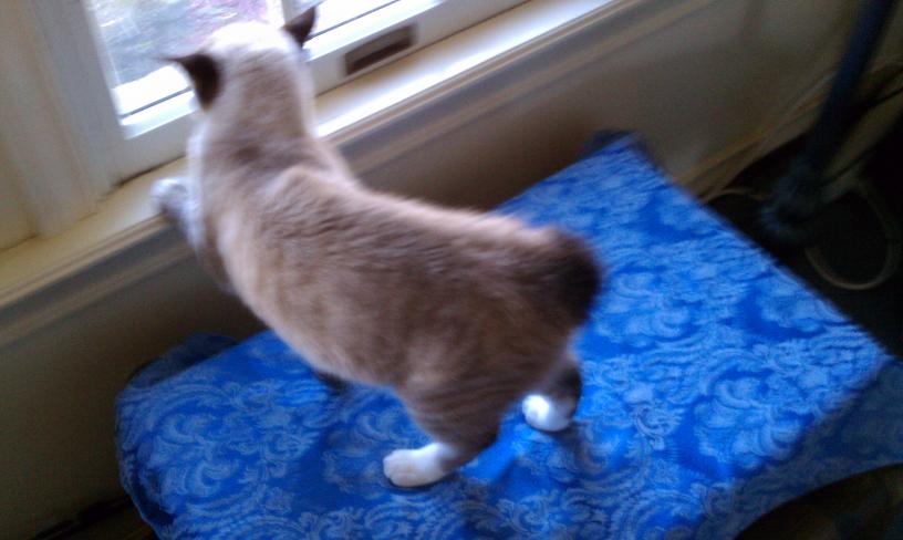 click for larger size