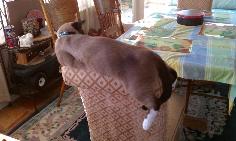 click for larger size