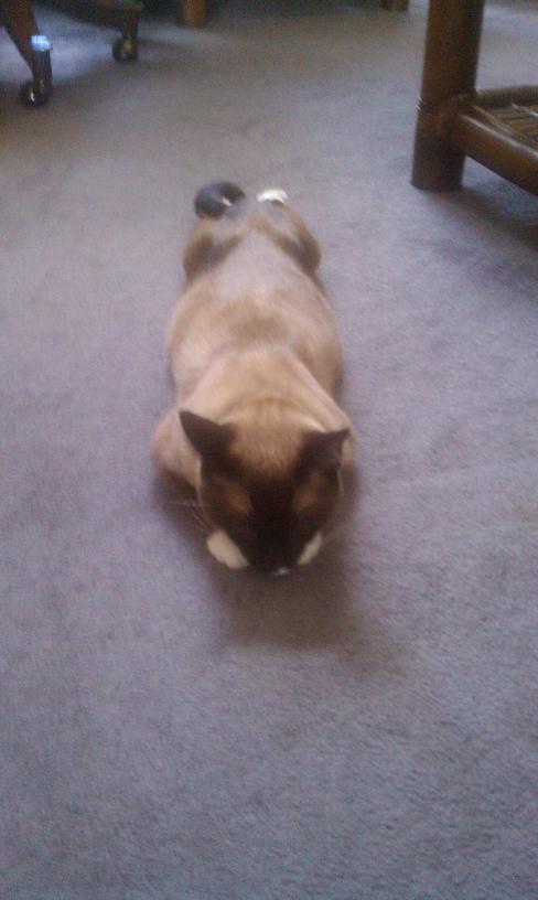 click for larger size