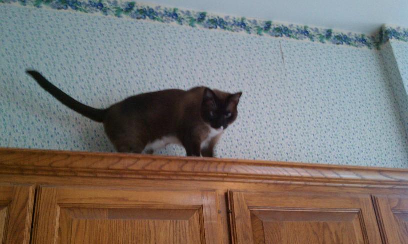 click for larger size