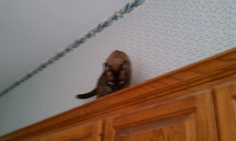 click for larger size