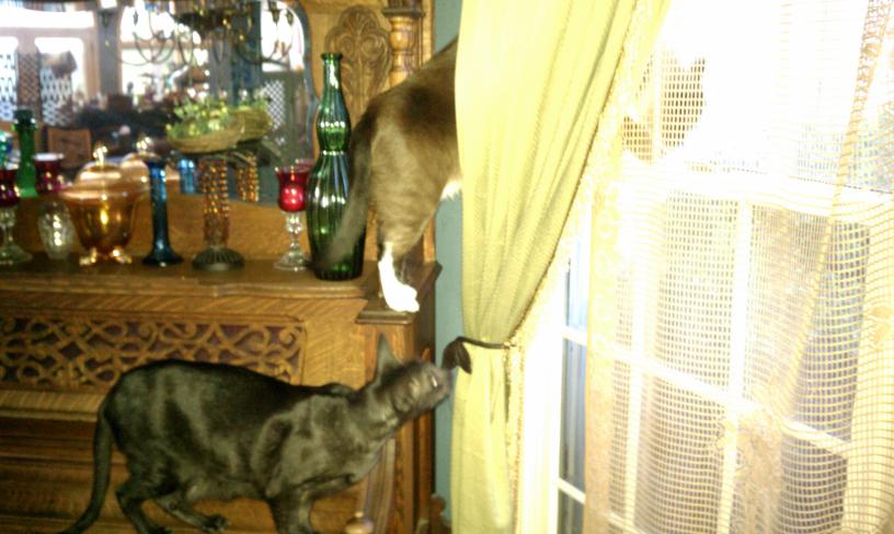 click for larger size