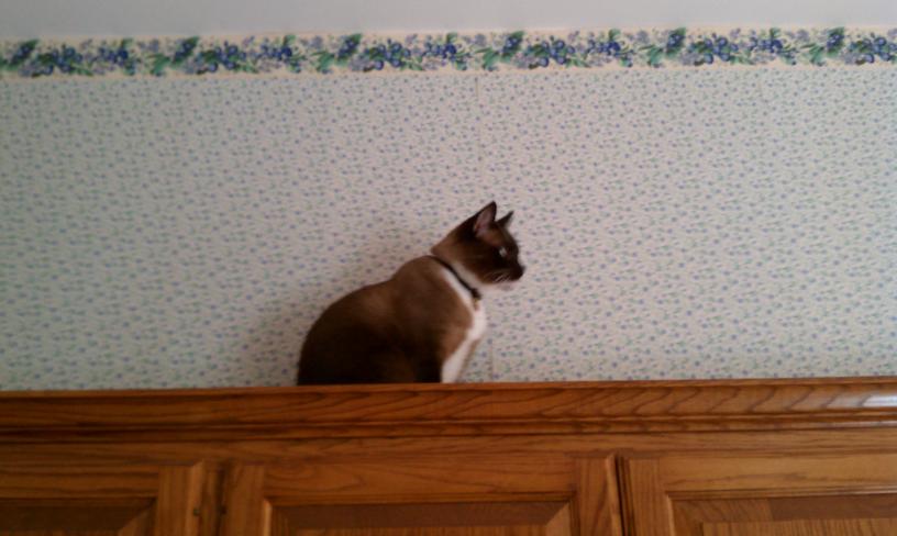 click for larger size