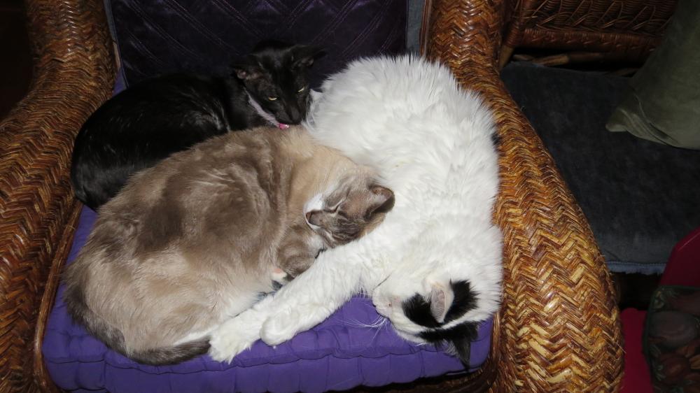 click for larger size