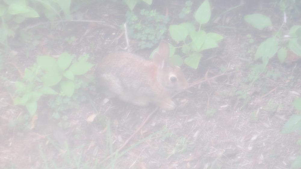 click for larger size