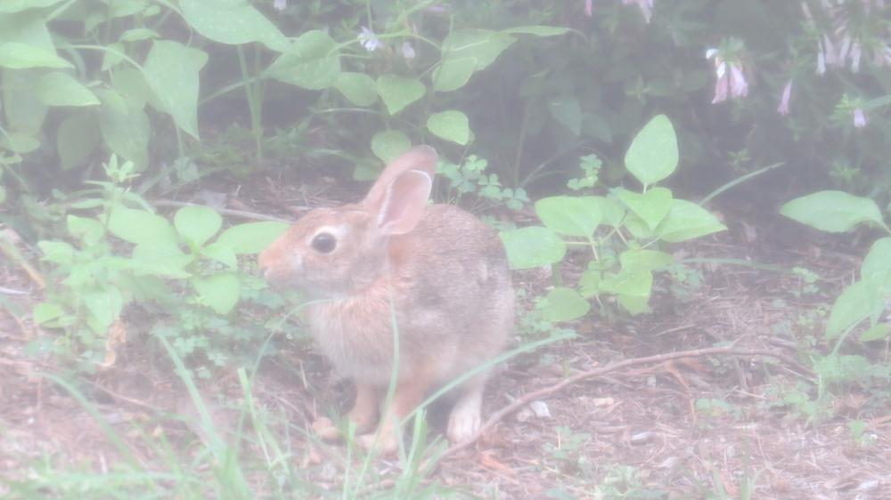 click for larger size