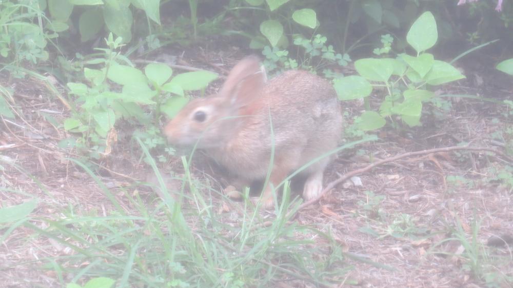 click for larger size