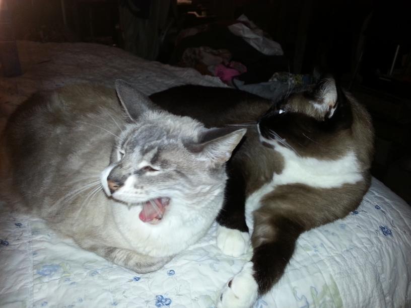 click for larger size