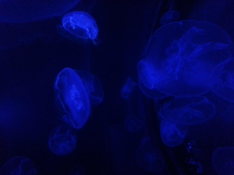 click for larger size