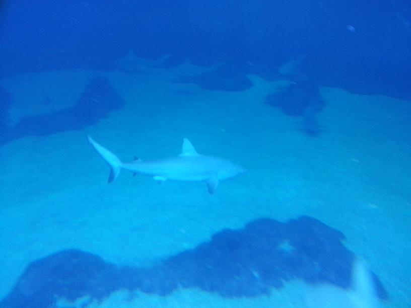 click for larger size