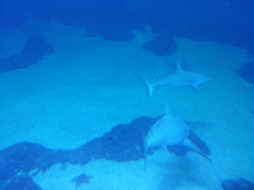 click for larger size