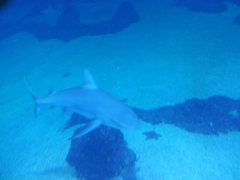 click for larger size