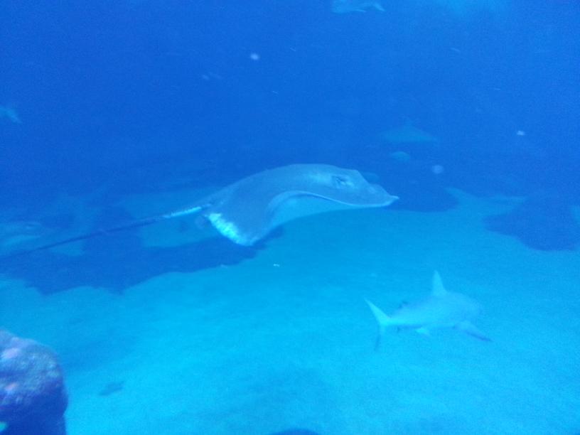 click for larger size