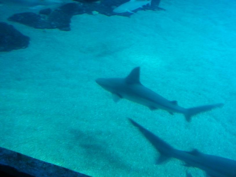 click for larger size