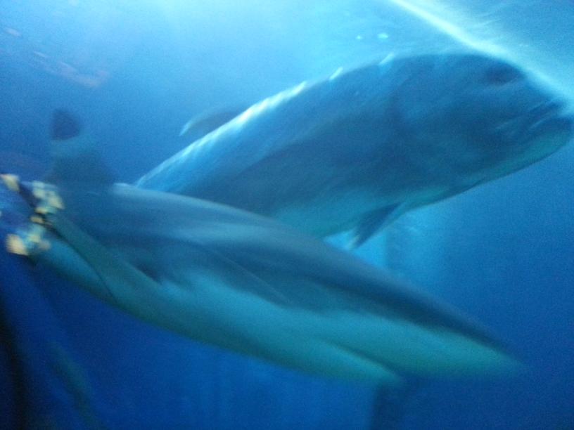 click for larger size