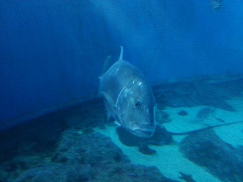 click for larger size