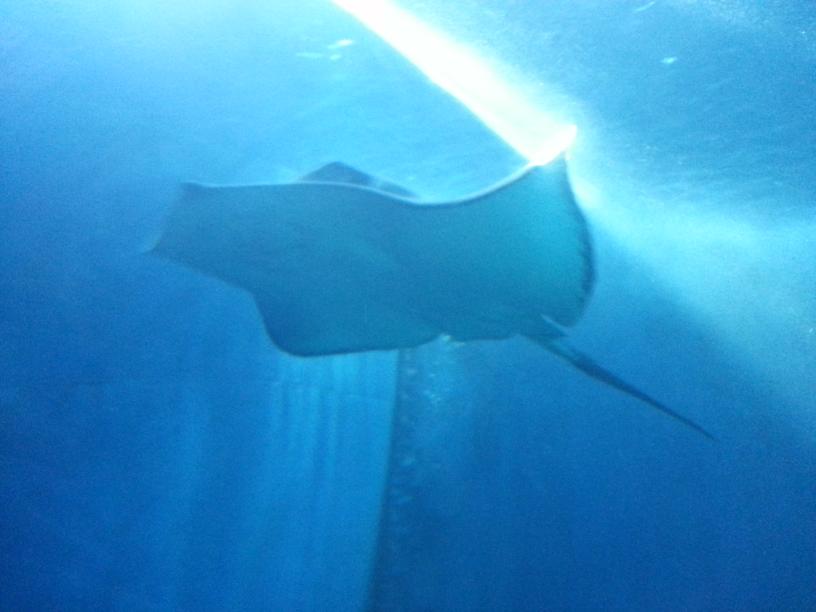 click for larger size