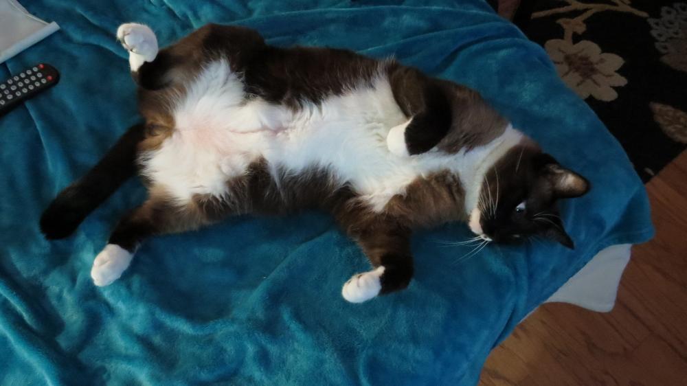 click for larger size