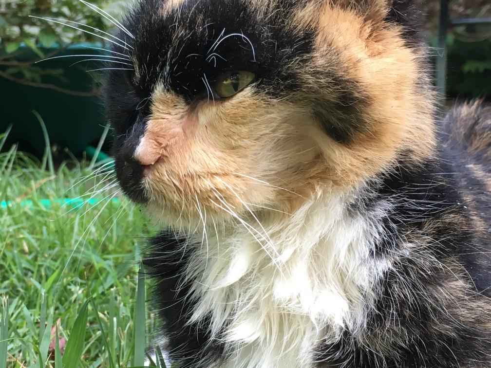 click for larger size