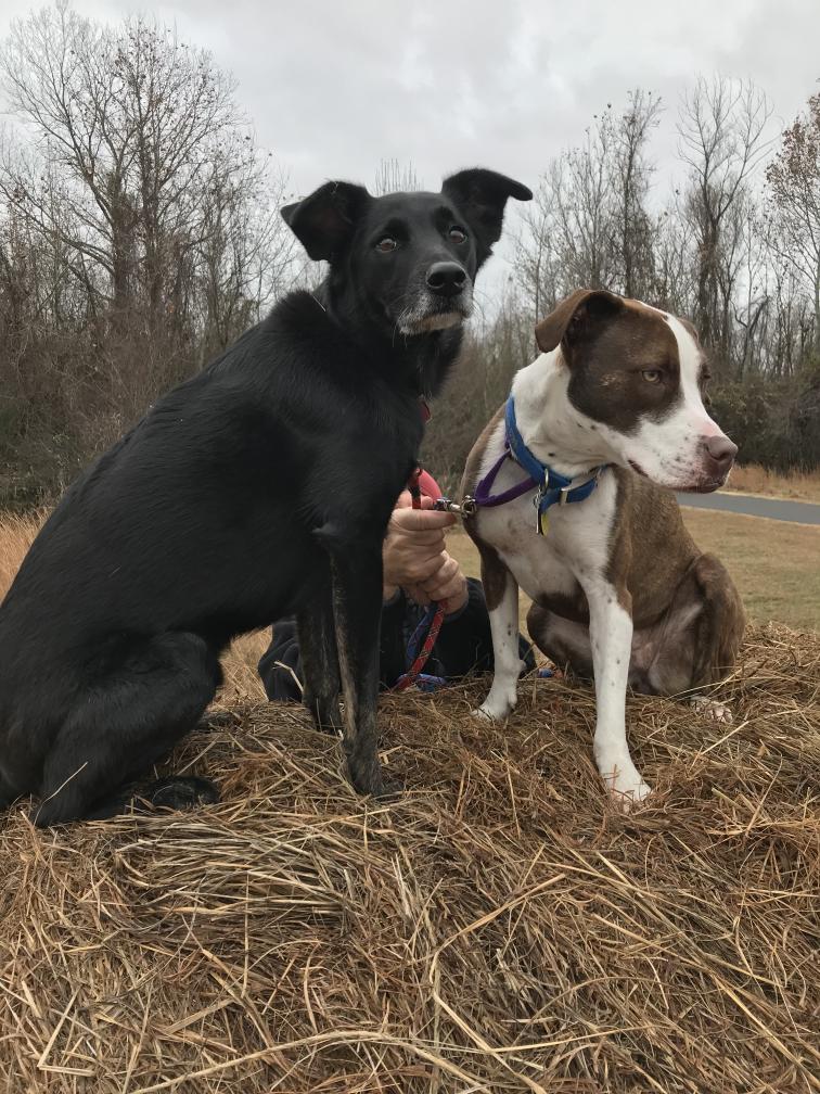 click for larger size