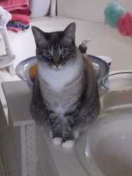 click for larger size