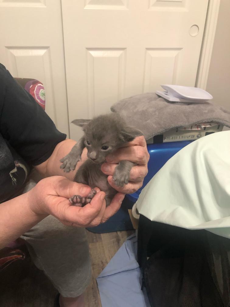 click for larger size