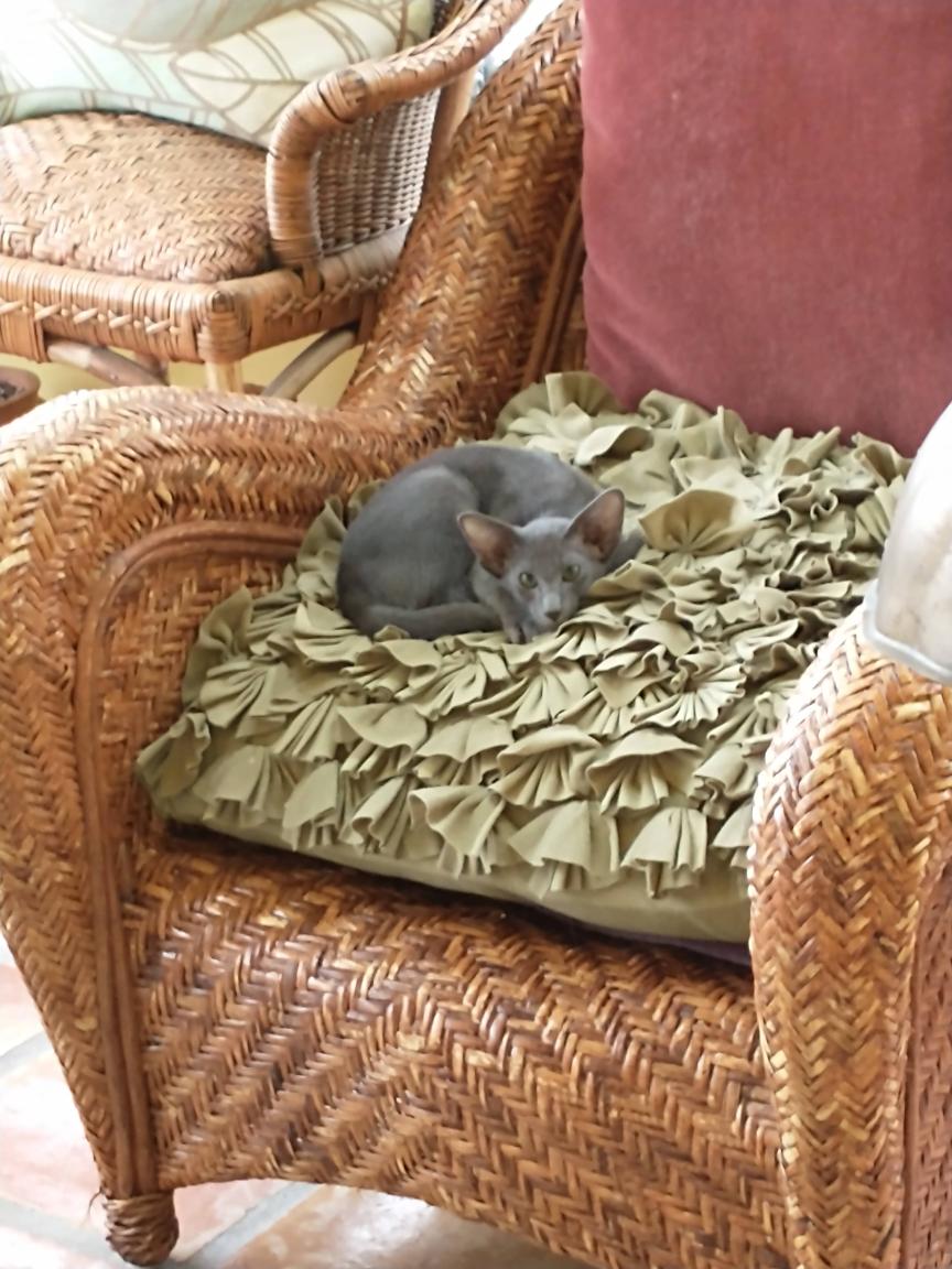 click for larger size