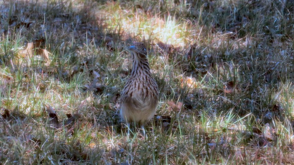 click for larger size