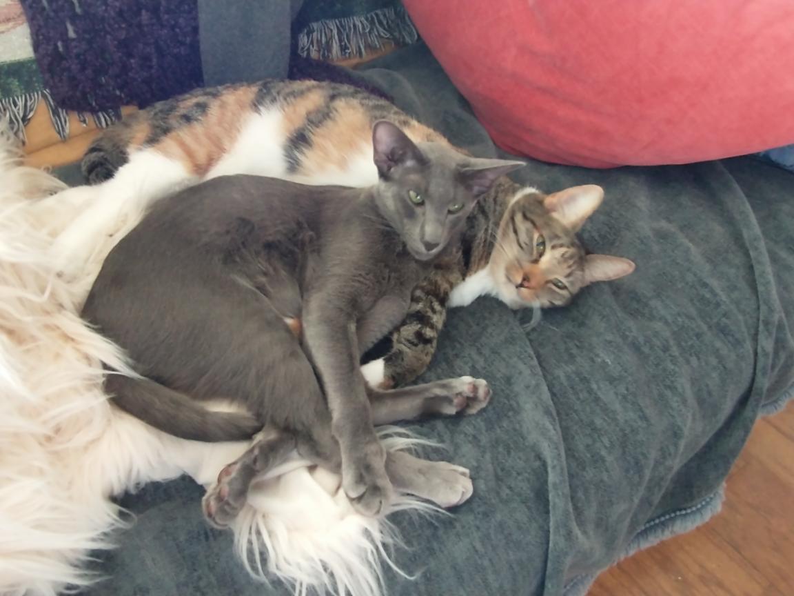 click for larger size