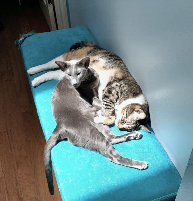 click for larger size