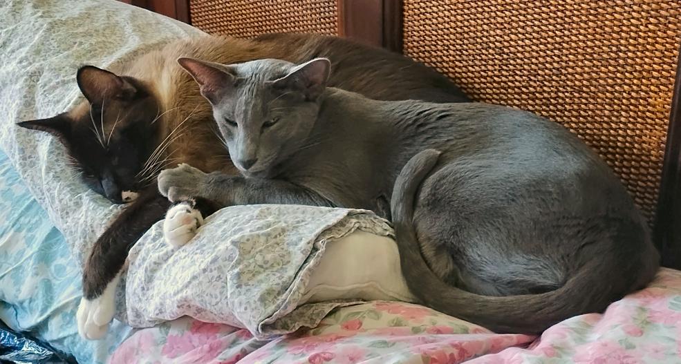 click for larger size