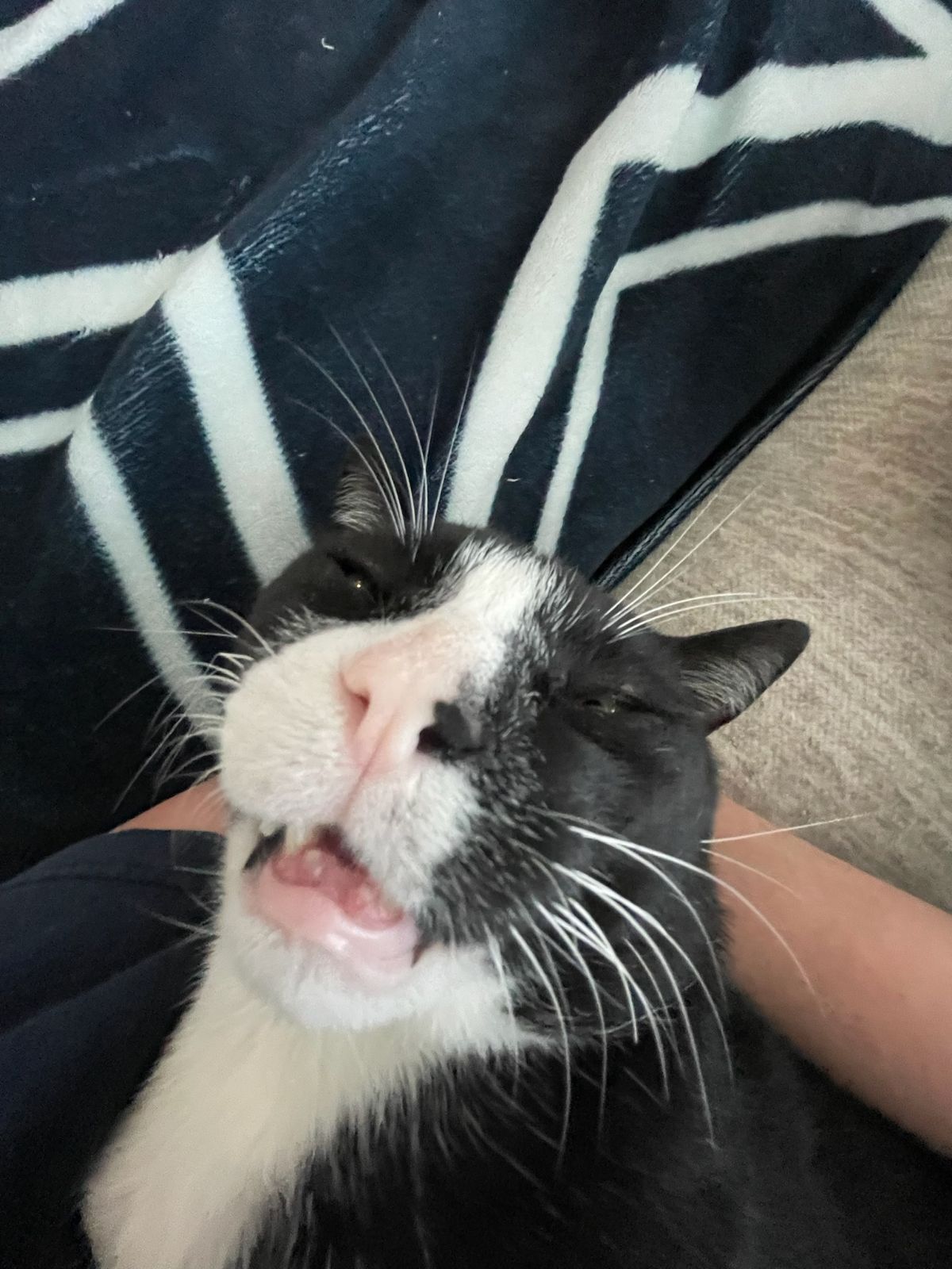 click for larger size