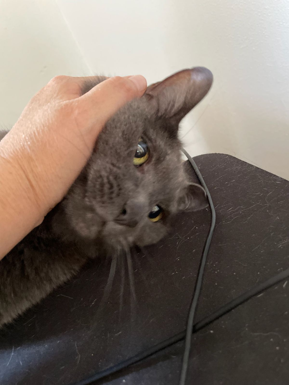 click for larger size